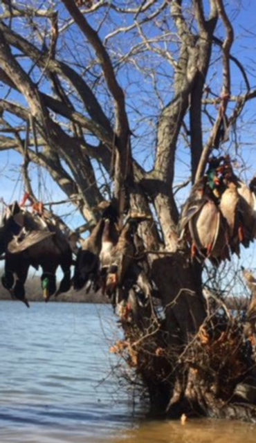 mississippi duck hunting